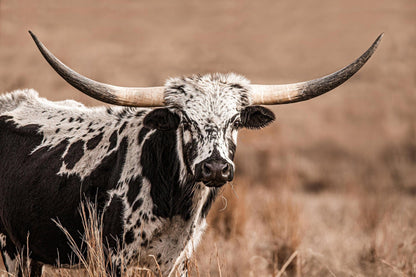 Texas Longhorn Cow Canvas Western Wall Art Paper Photo Print / 12 x 18 Inches Wall Art Teri James Photography