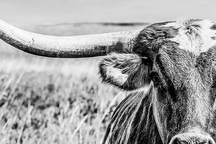 Teri James Photography Wall Art Texas Longhorn Cow in Black and White