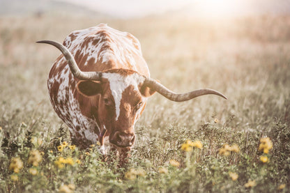 Texas Longhorn Cow in Flowers Paper Photo Print / 12 x 18 Inches Wall Art Teri James Photography