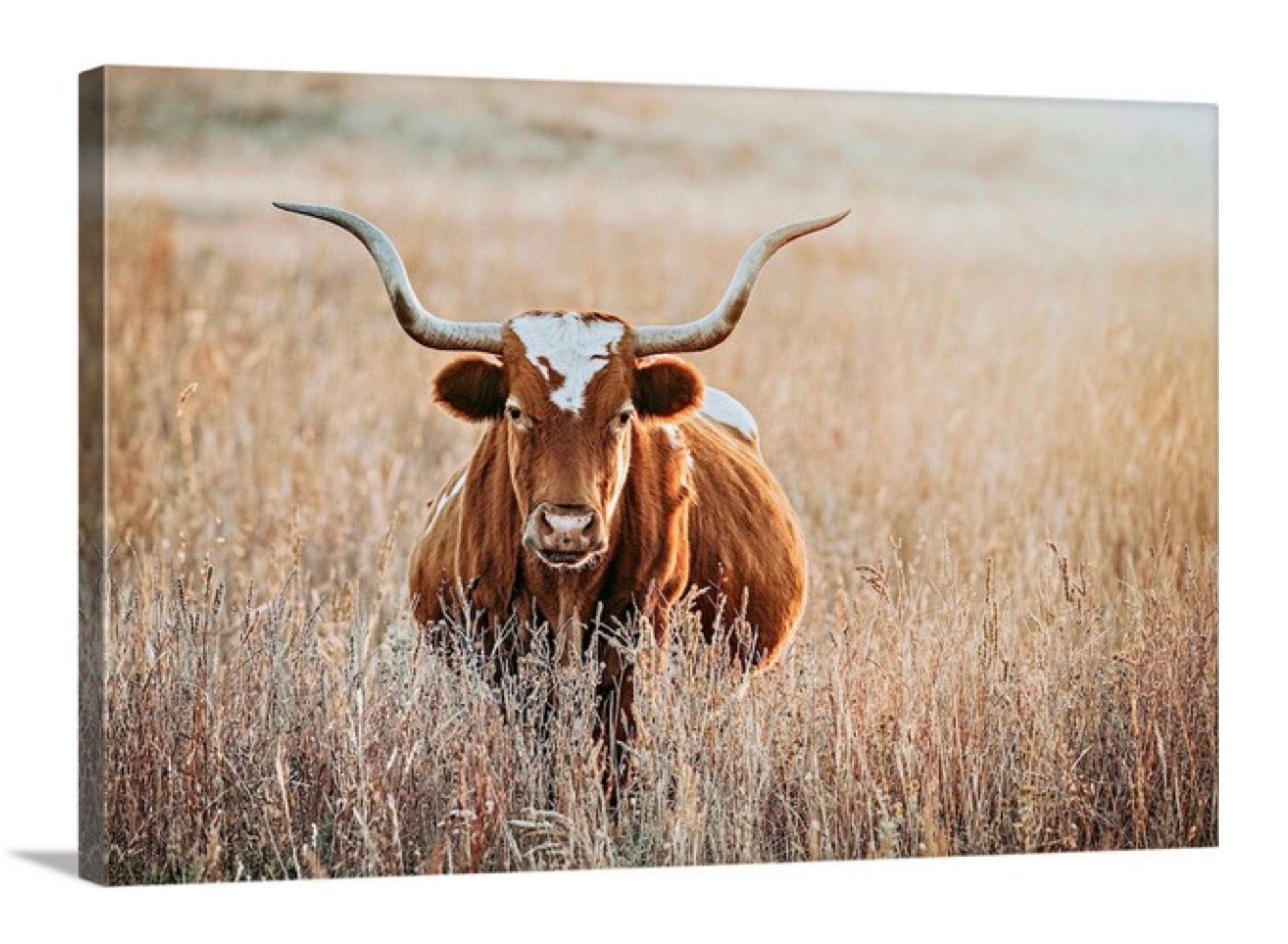 Teri James Photography Wall Art Canvas-Unframed / 12 x 18 Inches Texas Longhorn Cow in Tall Grass Canvas Art