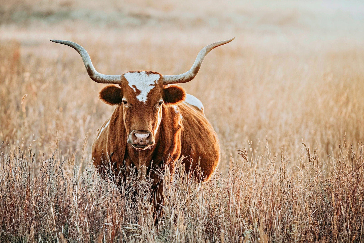 Teri James Photography Wall Art Paper Photo Print / 12 x 18 Inches Texas Longhorn Cow in Tall Grass Canvas Art