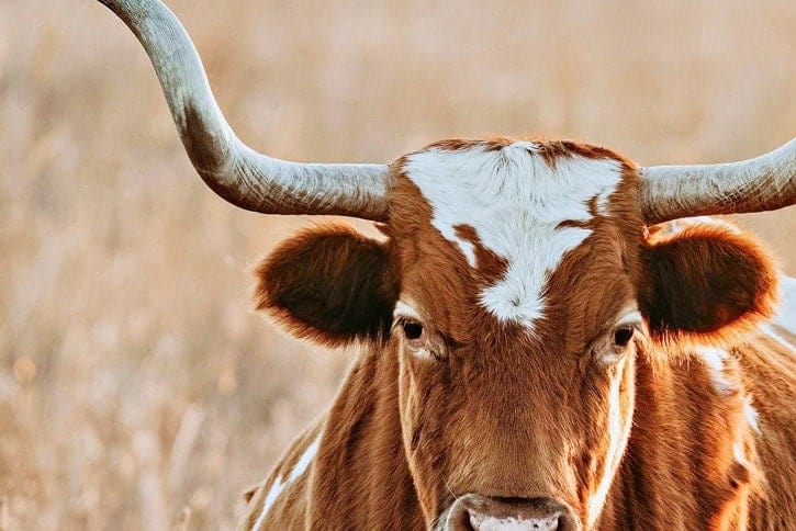 Teri James Photography Wall Art Texas Longhorn Cow in Tall Grass Canvas Art