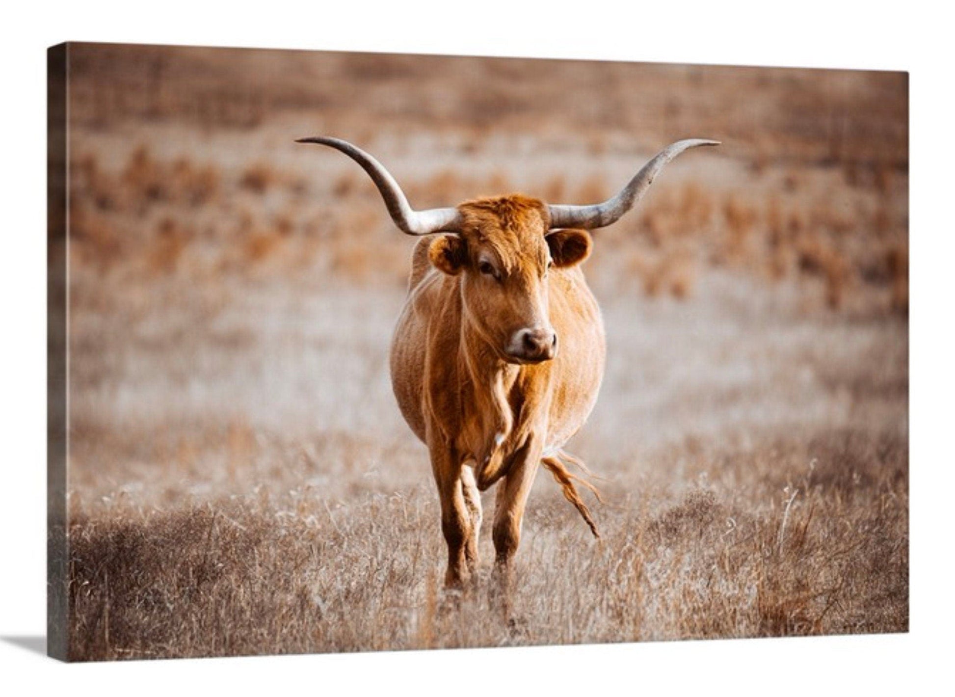 Texas Longhorn Cow Wall Canvas - Red Longhorn Canvas-Unframed / 12 x 18 Inches Wall Art Teri James Photography