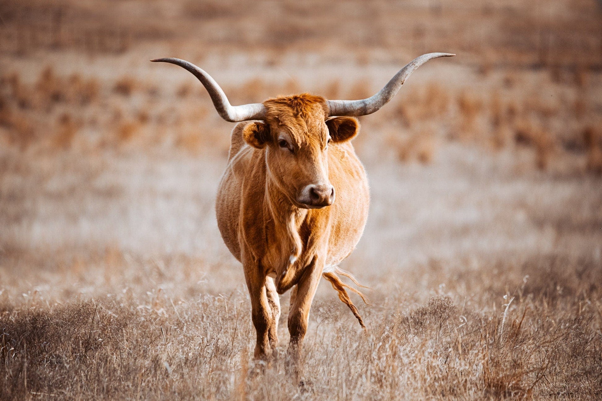 Texas Longhorn Cow Wall Canvas - Red Longhorn Paper Photo Print / 12 x 18 Inches Wall Art Teri James Photography