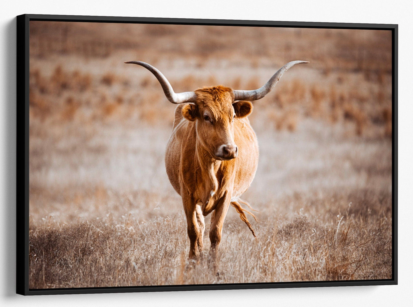 Texas Longhorn Cow Wall Canvas - Red Longhorn Canvas-Black Frame / 12 x 18 Inches Wall Art Teri James Photography