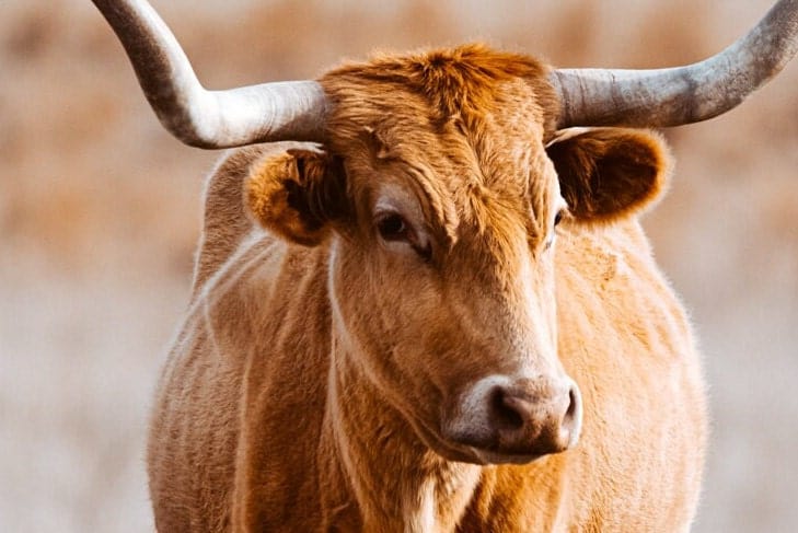 Teri James Photography Wall Art Texas Longhorn Cow Wall Canvas - Red Longhorn