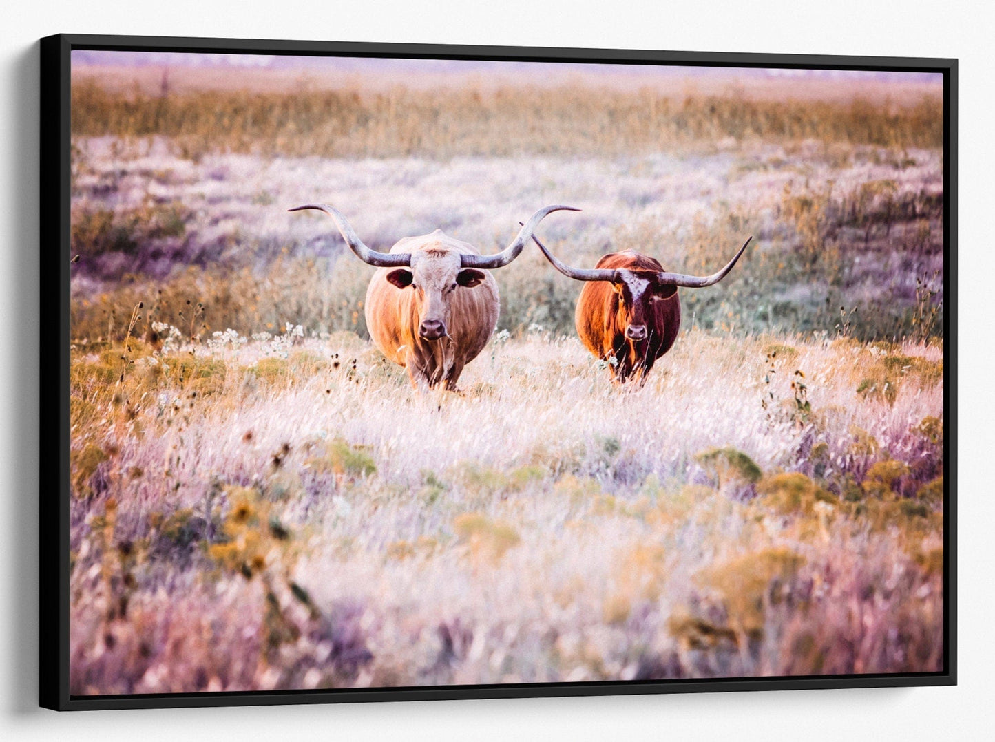 Texas Longhorn Cows in Colorful Pasture Grass Canvas-Black Frame / 12 x 18 Inches Wall Art Teri James Photography