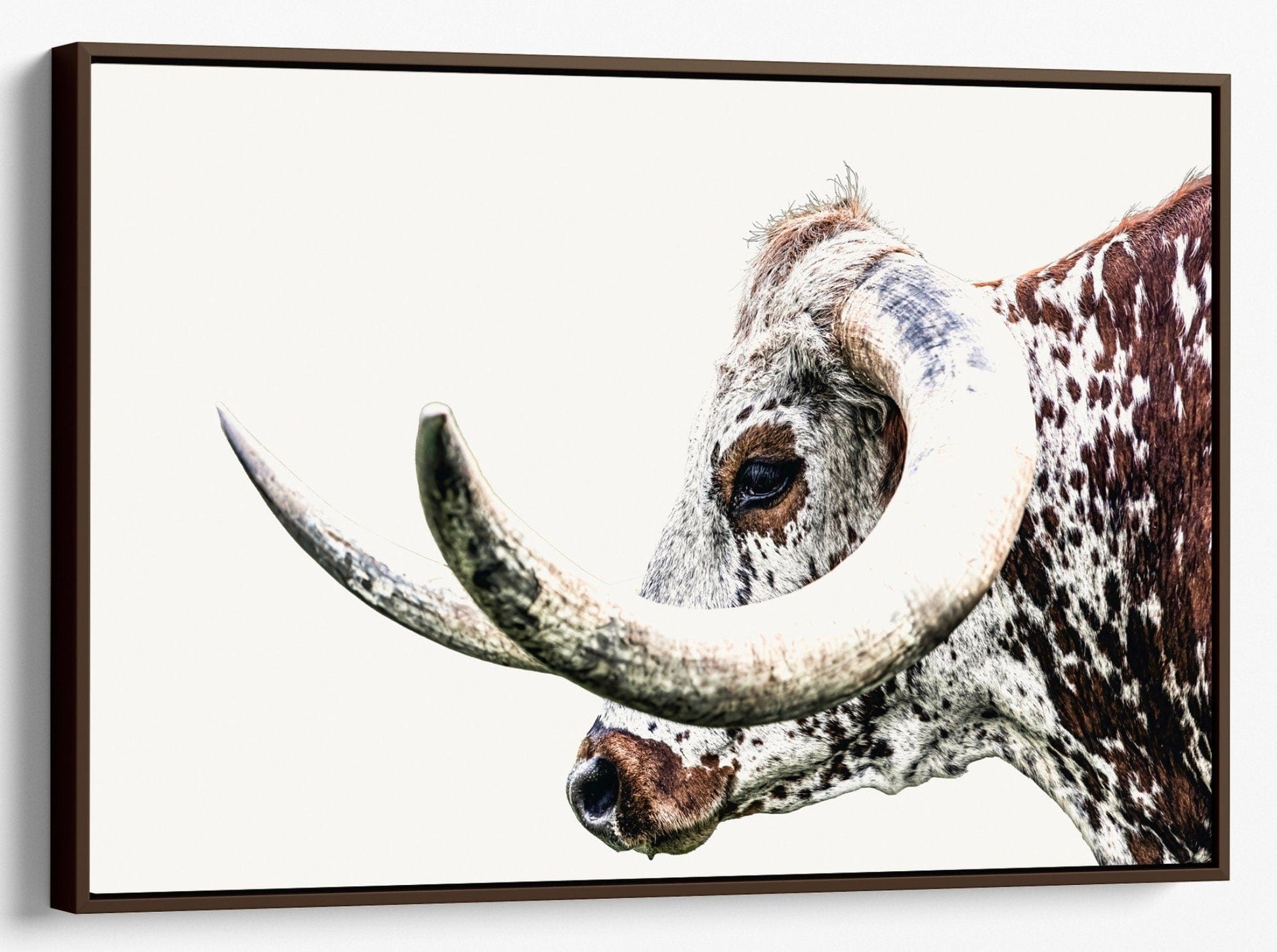 Texas Longhorn Extreme Closeup Canvas Canvas-Walnut Frame / 12 x 18 Inches Wall Art Teri James Photography