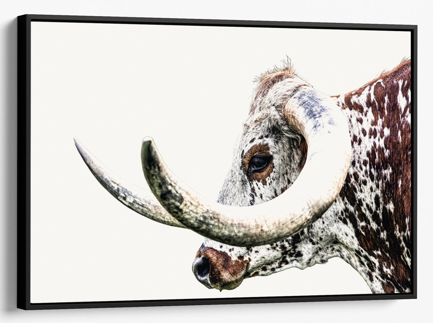 Texas Longhorn Extreme Closeup Canvas Canvas-Black Frame / 12 x 18 Inches Wall Art Teri James Photography