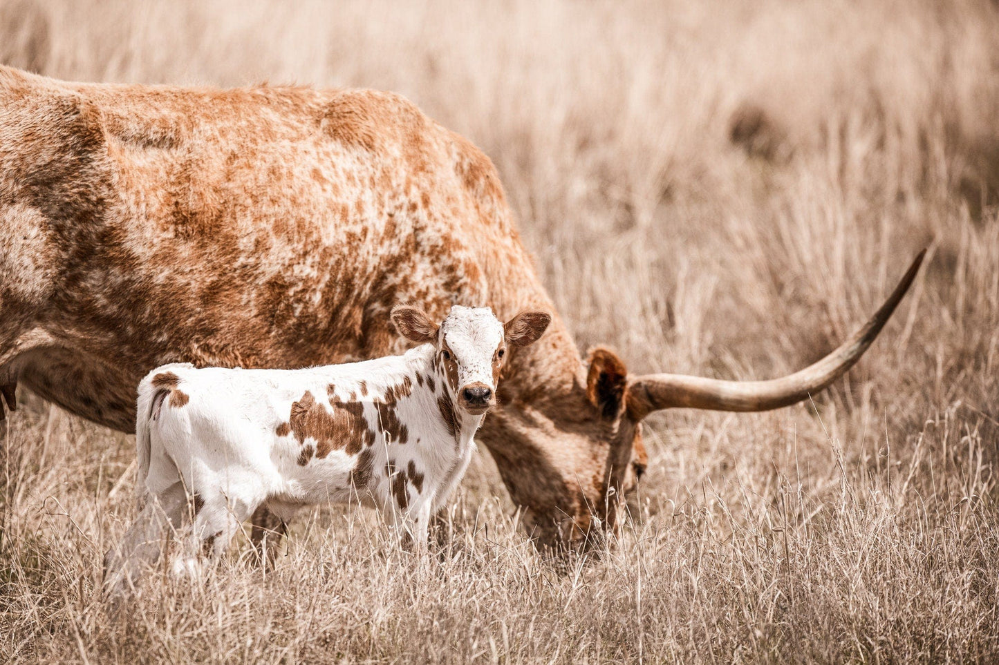 Texas Longhorn Nursery Wall Art - Longhorn Cow and Calf Paper Photo Print / 12 x 18 Inches Wall Art Teri James Photography