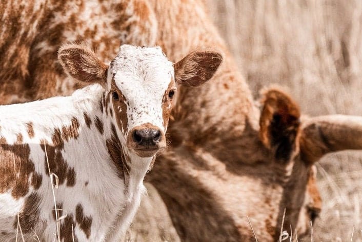 Texas Longhorn Nursery Wall Art - Longhorn Cow and Calf Wall Art Teri James Photography