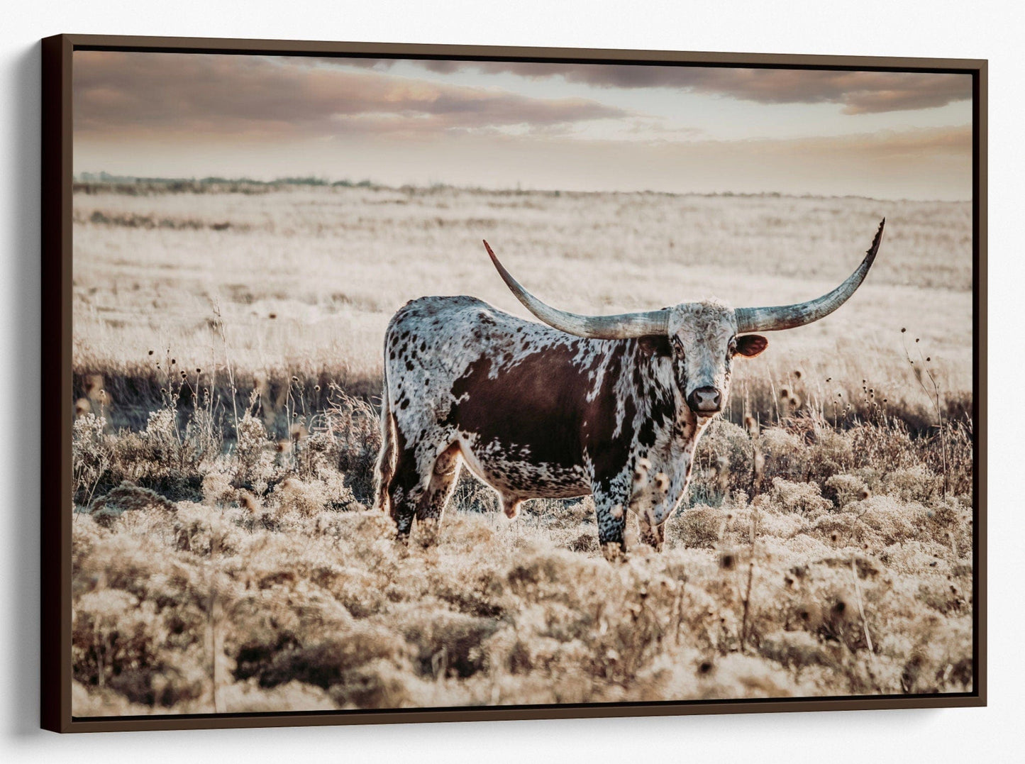Texas Longhorn on the Prairie Wall Art Canvas-Walnut Frame / 12 x 18 Inches Wall Art Teri James Photography