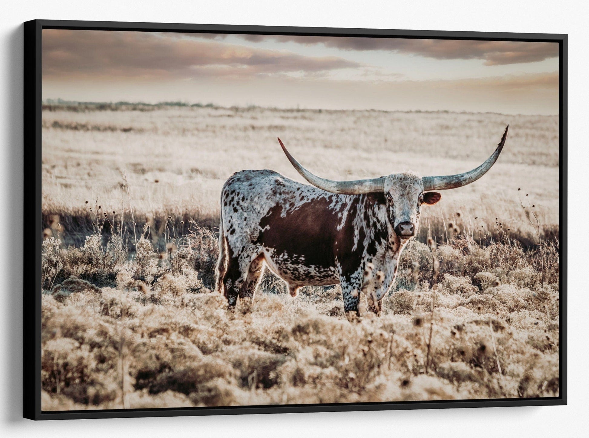 Texas Longhorn on the Prairie Wall Art Canvas-Black Frame / 12 x 18 Inches Wall Art Teri James Photography