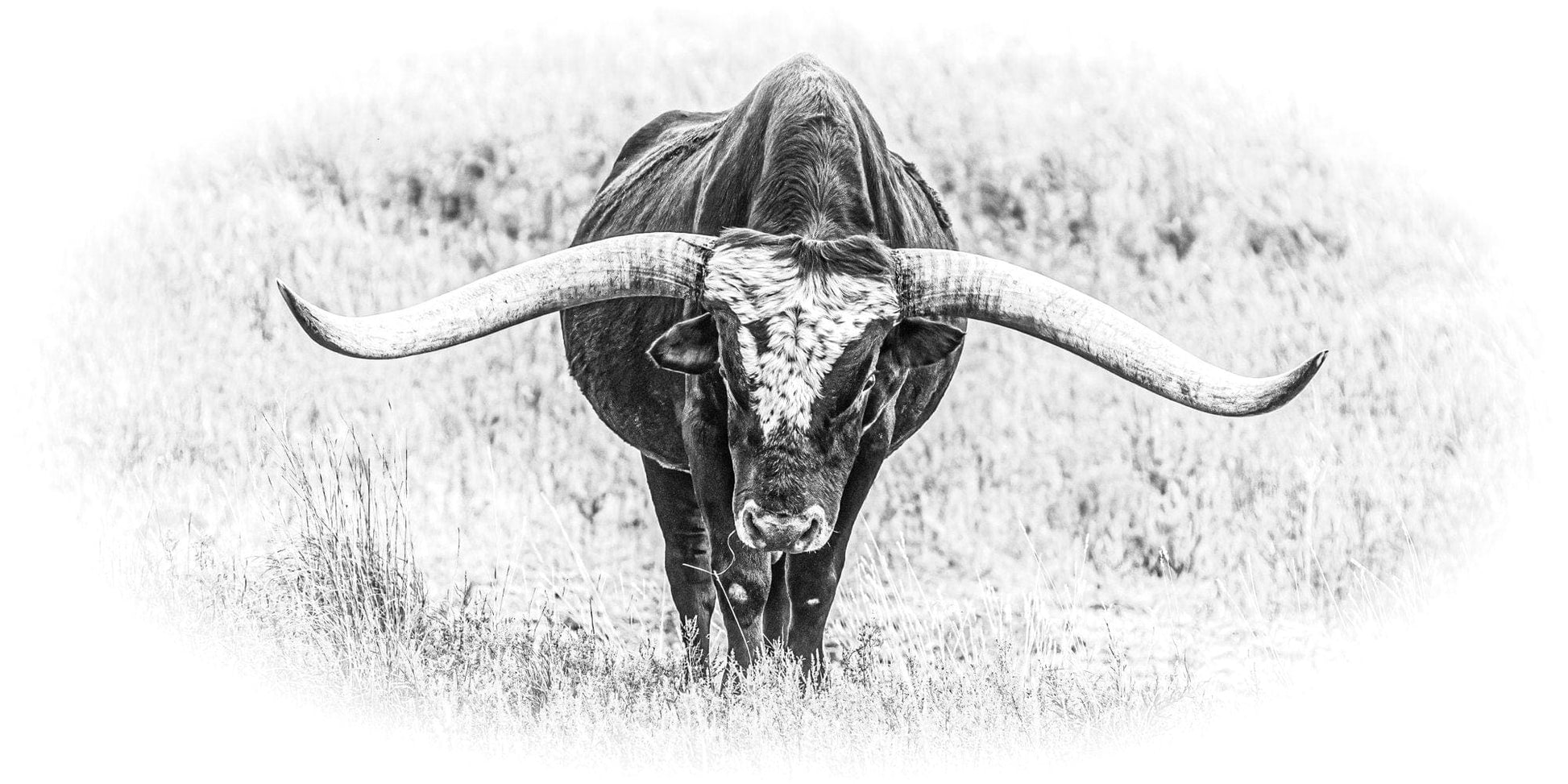Texas Longhorn Panoramic Canvas Black and White Paper Photo Print / 24 x 48 Inches Wall Art Teri James Photography
