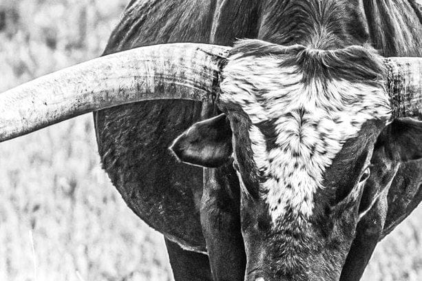 Texas Longhorn Panoramic Canvas Black and White Wall Art Teri James Photography