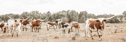 Texas Longhorn Panoramic Canvas Paper Photo Print / 12 x 36 Inches Wall Art Teri James Photography