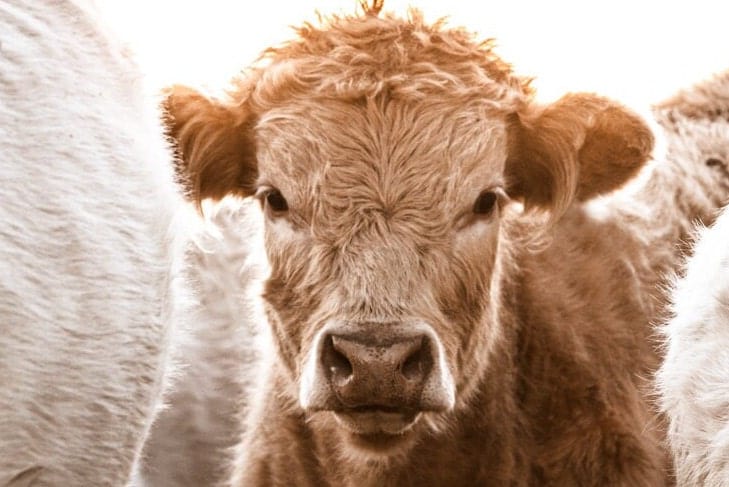 Western Cowboy Nursery Wall Art - Charolais Cows and Calf Wall Art Teri James Photography