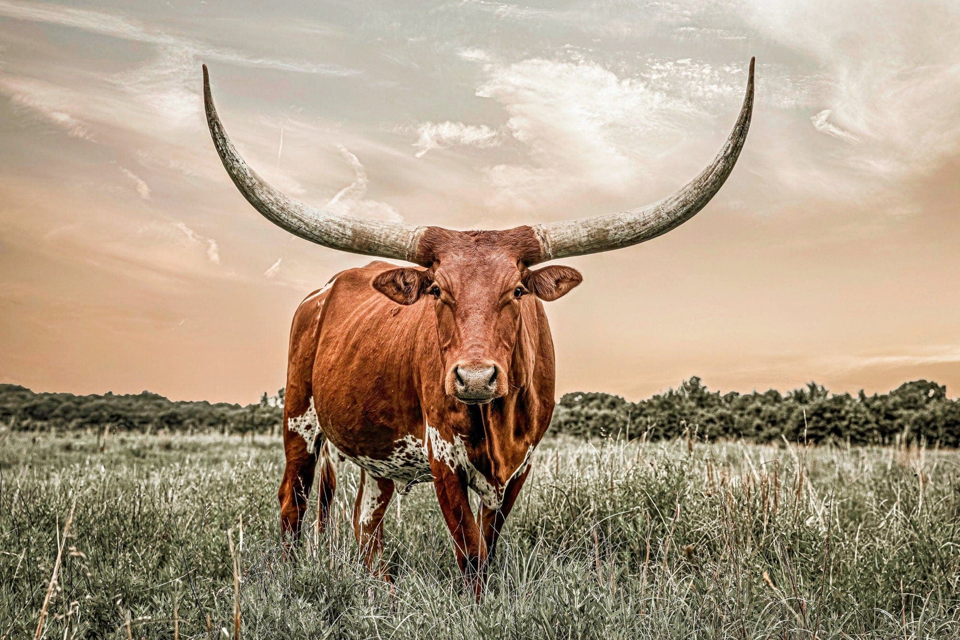 Western Decor Texas Longhorn Canvas Art in Southwest Colors Mounted Photo Print / 12 x 18 Inches Wall Art Teri James Photography