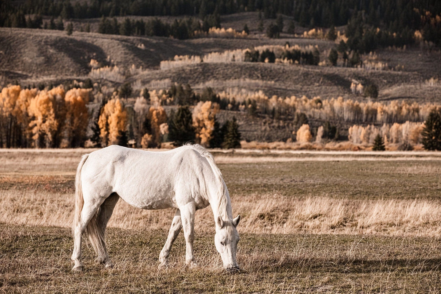 Teri James Photography Wall Art Paper Photo Print / 12 x 18 Inches White Horse and Fall Trees Canvas