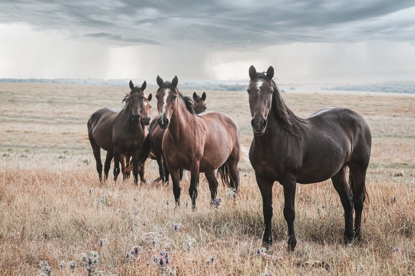 Wild Horses and Stormy Sky Wall Decor Paper Photo Print / 12 x 18 Inches Wall Art Teri James Photography