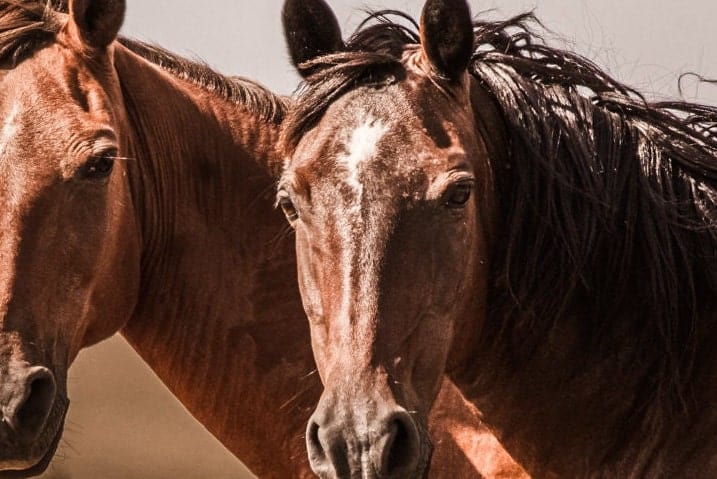 Wild Horses of Osage County Oklahoma Wall Art Teri James Photography