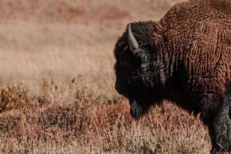 Yellowstone Bison Bull Canvas Print Wall Art Teri James Photography